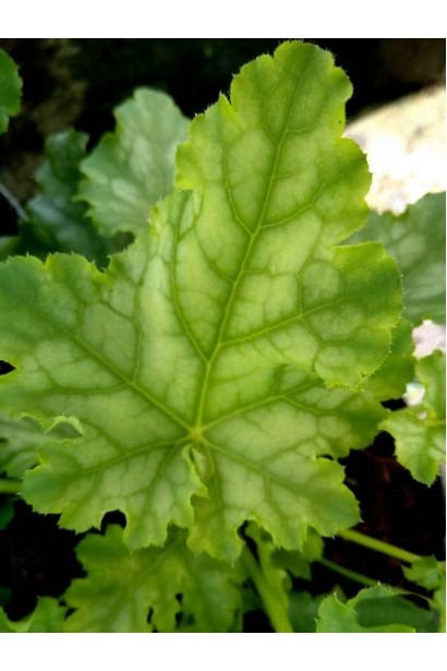 Лаймово-зелений відтінок листя гейхери Lime Swizzle